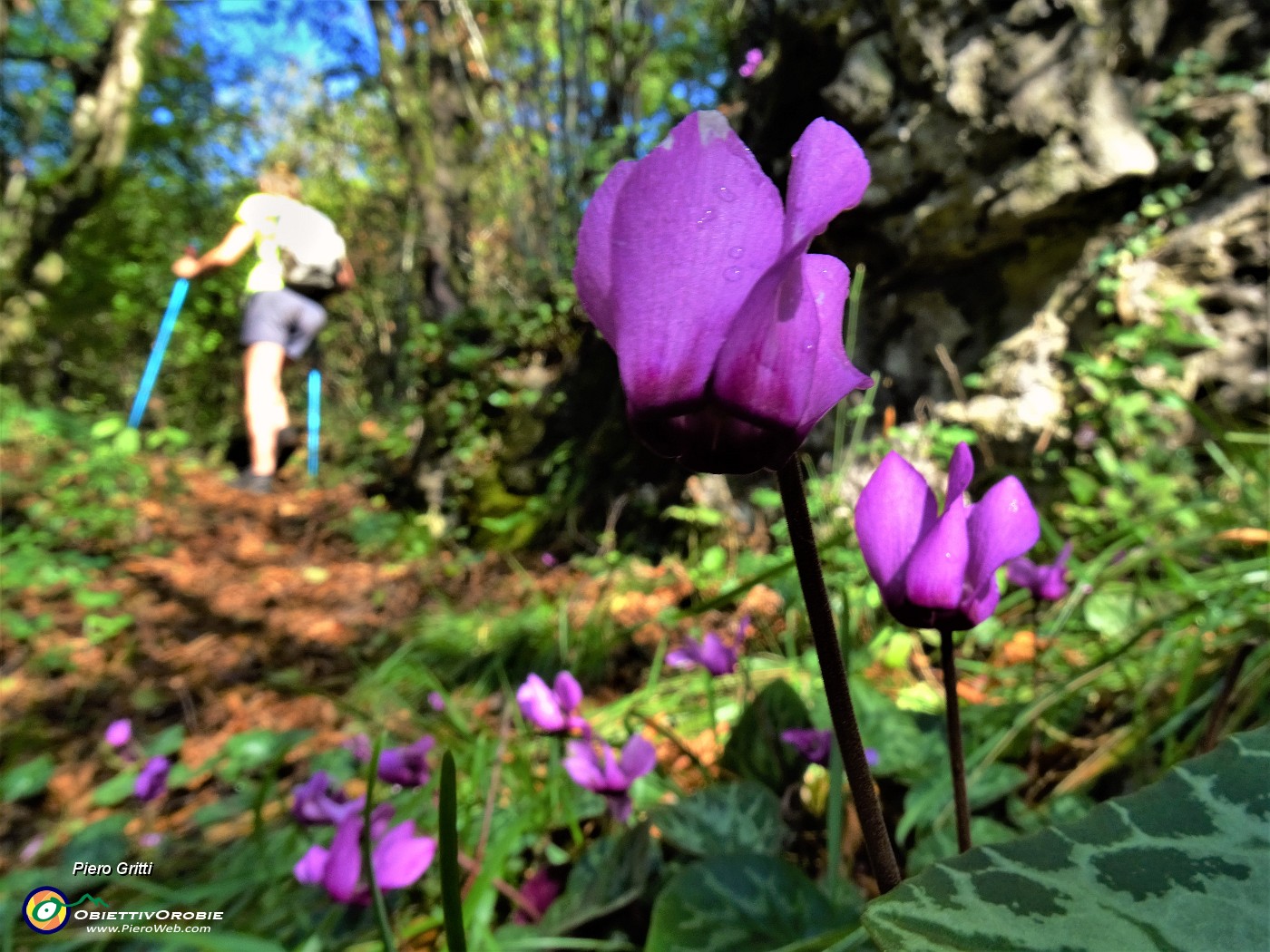 37 Lasciata la 'Grotta dei ladri' riprendiamo la salita della bella Valle di Carubbo con Cyclamen (Ciclamini).JPG